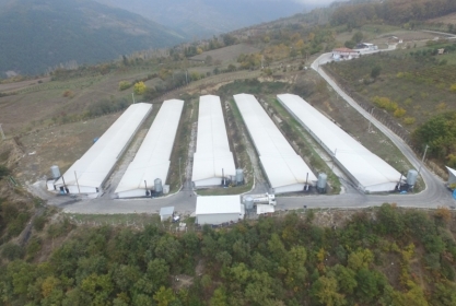 Dak Piliç